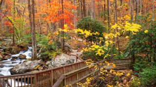 Vibrant fall foliage at Bridge to Anna Ruby Falls - car insurance in Georgia